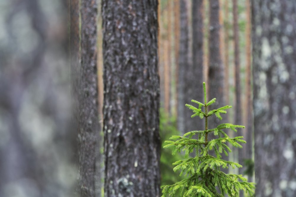 Räntesänkningar gynnar småbolagsaktierna